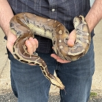 Python breitensteini 'Borneo Short Tail Python' #1 Male