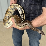 Python breitensteini 'Borneo Short Tail Python' #4 Female