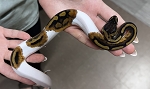 Python regius 'Pied Ball Python' Female #20
