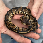 Python regius 'Normal Ball Python' Female #3