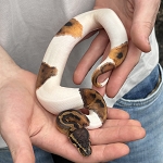 Python regius '50/50 Pied Ball Python' Male #5 