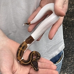Python regius 'High White Pied Ball Python' Male #6
