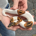 Python regius 'Pied Ball Python' Male #8
