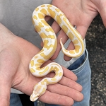 Python regius 'Albino Ball Python' Male #9