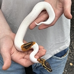 Python regius 'High White Pied Ball Python' Male #12