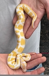 Python regius 'Albino Ball Python' Male #13
