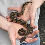 Python regius 'Normal Ball Python' Female #14