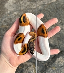 Python regius 'Pied Ball Python' Male #15