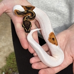 Python regius 'High White Pied Ball Python' Male #16