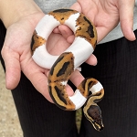 Python regius 'Pied Ball Python' Female #18