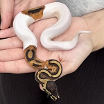 Python regius 'Pied Ball Python' Female #21