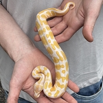 Python regius 'Albino Ball Python' Male #11 HD: 7-19-26