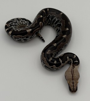 Python curtus 'Black Sumatran Short-tail Python' Chrome Head